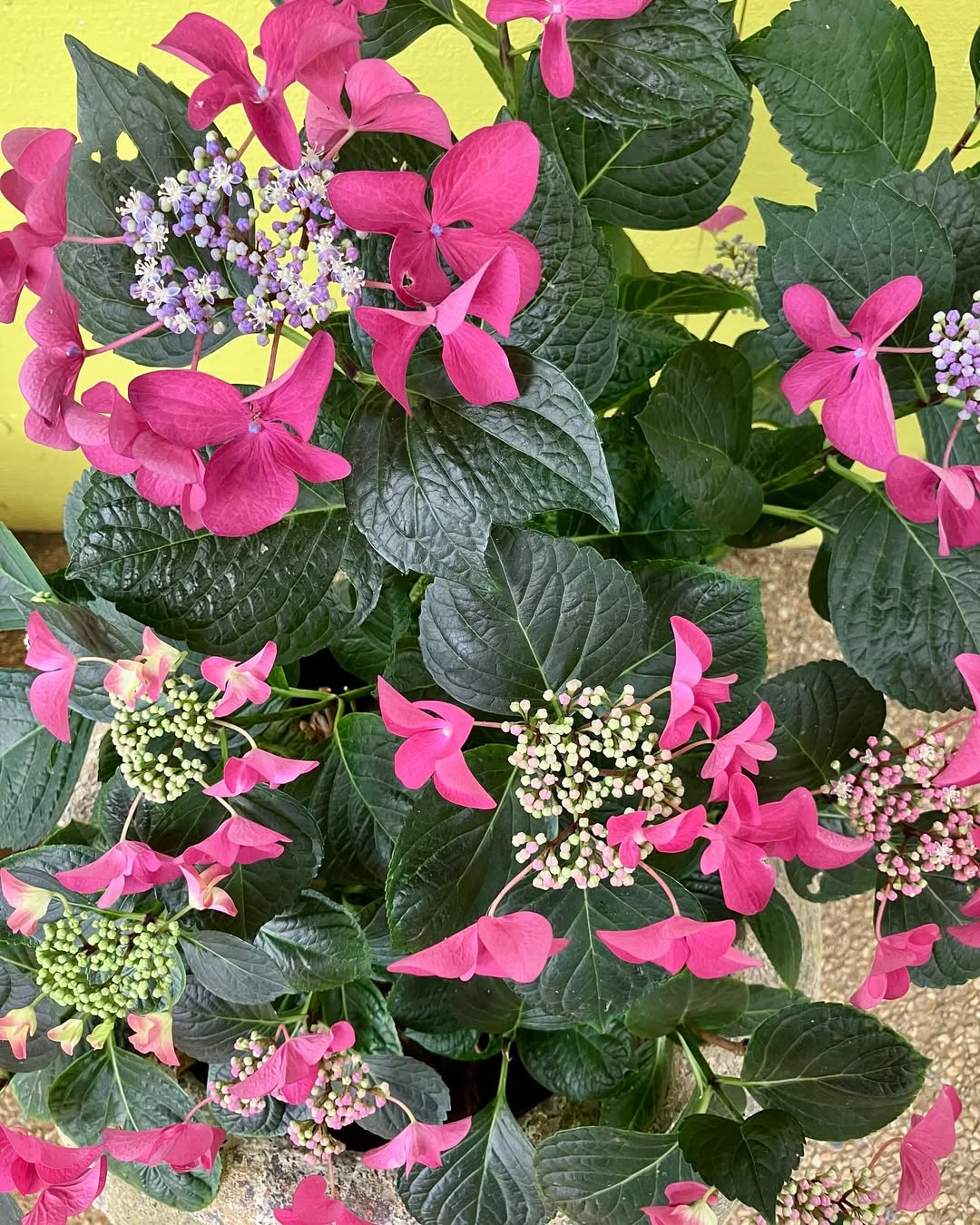 Tambo Winery Gallery