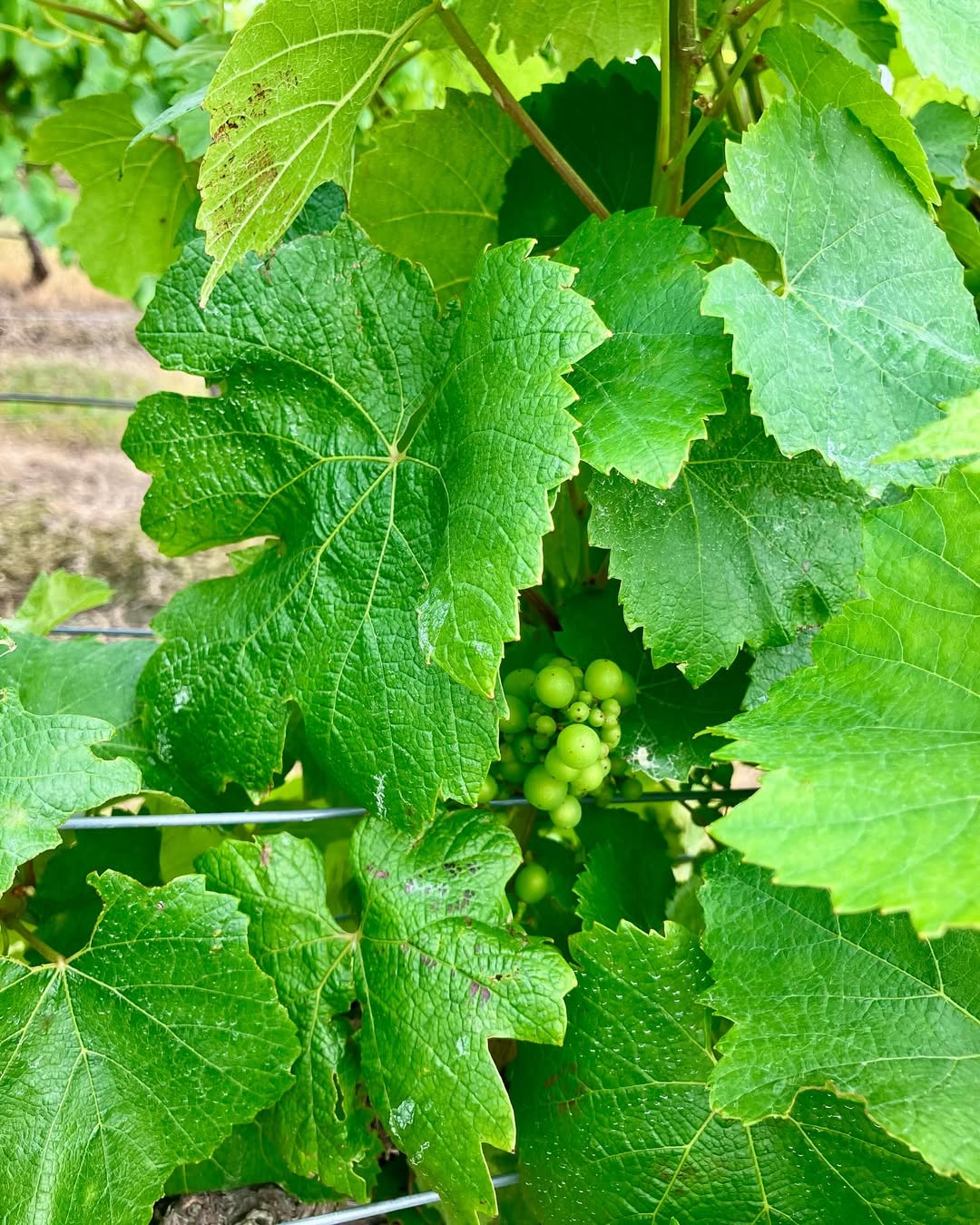 Tambo Winery Gallery